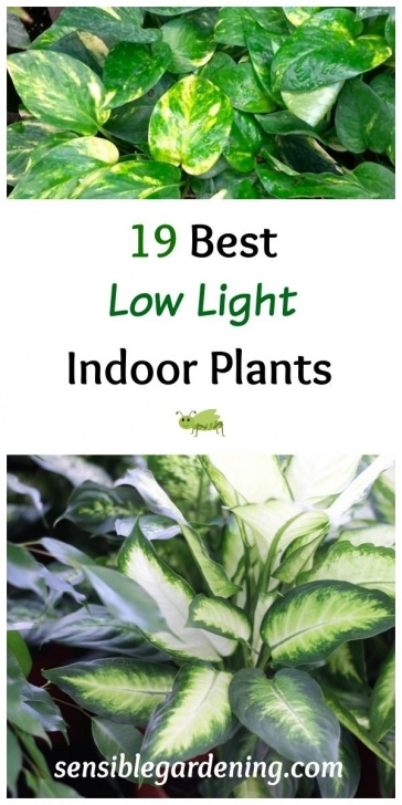 Good Low Light Indoor Plants 19 Best Low Light Indoor Plants | Easy Care Plants, Indoor Image 120