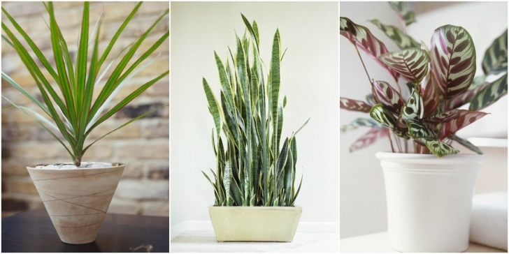 Good Low Light Indoor Plants Low Light Houseplants - Plants That Don'T Require Much Light Image 667