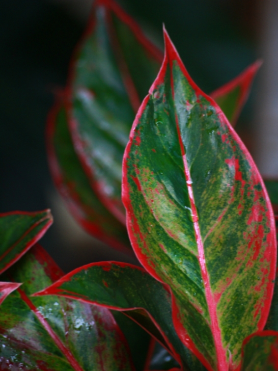 Good Low Light Indoor Plants Plants That Grow Really Well In Darker Bedrooms | Plants Picture 463