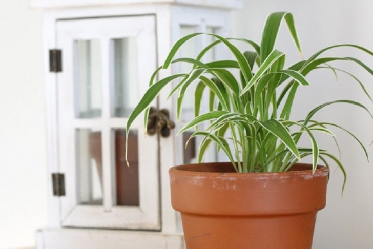 Good Low Light Indoor Plants The 10 Best Low Light Houseplants - New England Today Image 300
