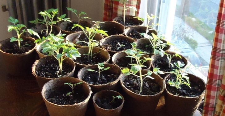 Good Plants To Grow Indoors Ask Wet &amp; Forget Your Guide: Planting Seeds Indoors For A Photo 871