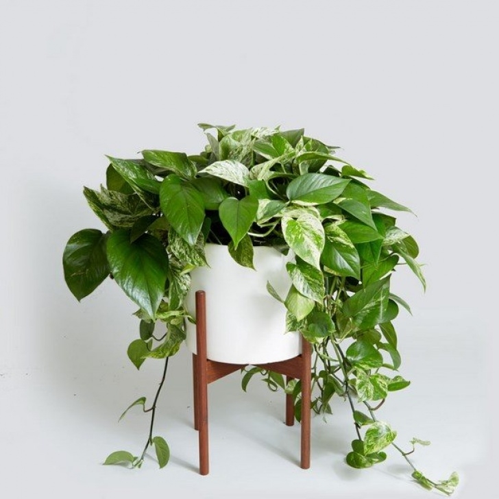 Good Plants To Grow Indoors Easy Flowers To Grow Indoors – A Useful Guide For Indoor Image 268
