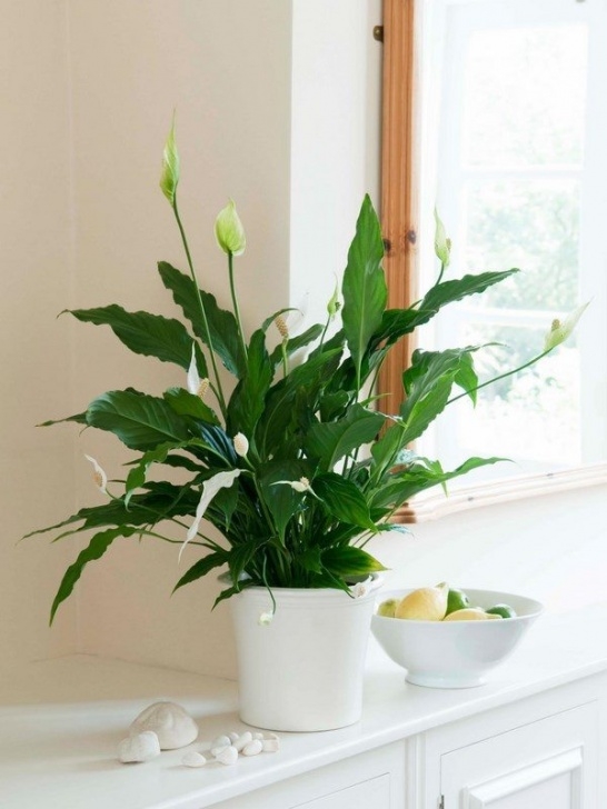 Good Plants To Grow Indoors Easy Flowers To Grow Indoors – A Useful Guide For Indoor Picture 729