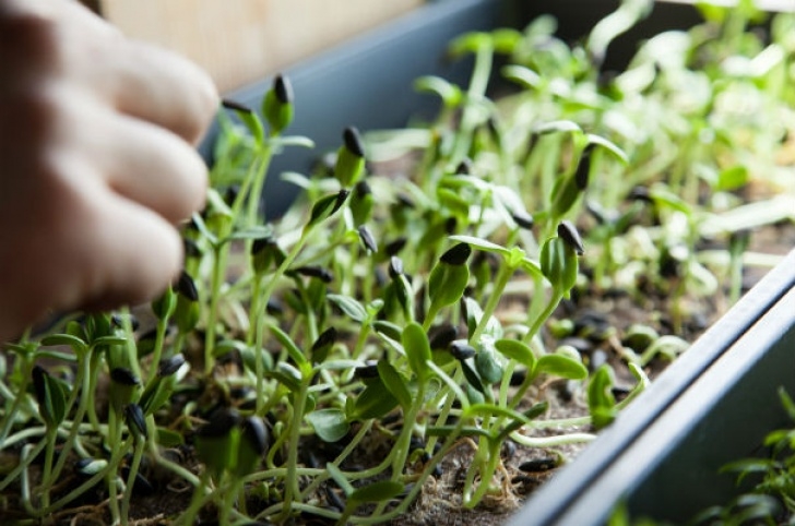 Good Plants To Grow Indoors Healthy, Edible Plants To Grow Indoors - Eat Pray Get Fit Picture 438
