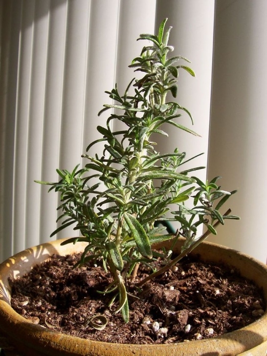 Good Plants To Grow Indoors How To Grow Rosemary Indoors | Rosemary Plant, Plants Photo 055