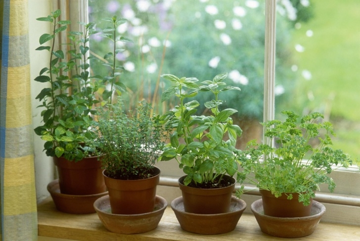 Good Plants To Grow Indoors How To Overwinter Garden Herbs Indoors Photo 053
