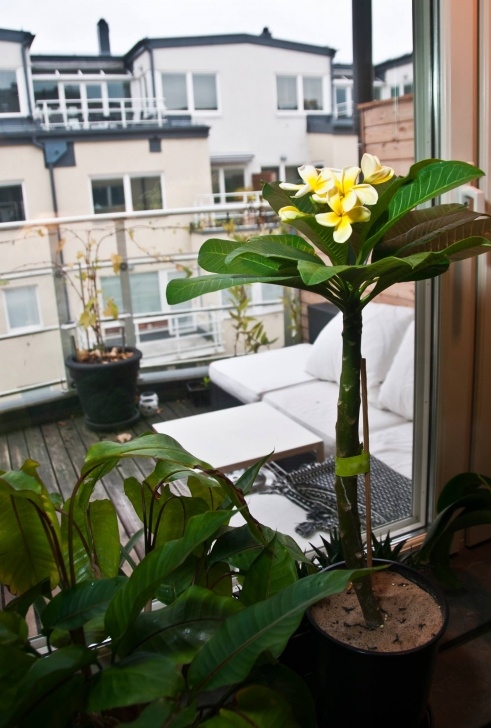 Good Plants To Grow Indoors Plumeria (Frangipani) Growing Indoors In Containers Photo 585