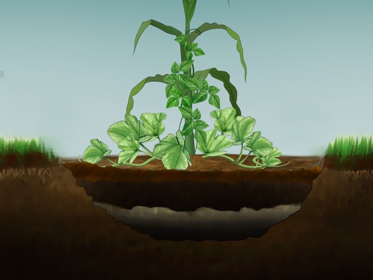 Good Soil For Plants 3 Ways To Fix Poor Soil Drainage - Wikihow Picture 619