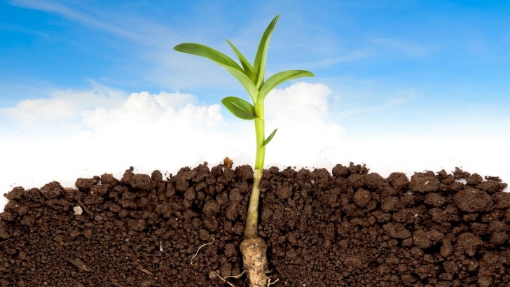 Good Soil For Plants Fertilizers And Growth Regulators Picture 710