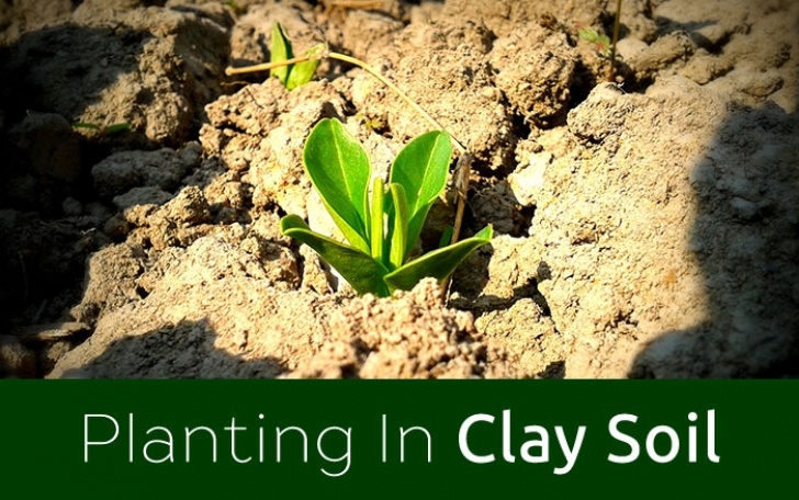 Good Soil For Plants Gardening: The Best Plants For Clay Soil - Grow In Full Picture 443