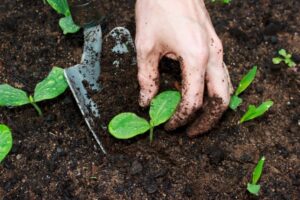 Good Soil For Plants How Does Soil Affect Plant Growth? - A Green Hand Picture 548