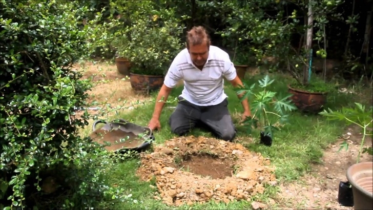 Good Soil For Plants How To Plant A Papaya Plant In Clay Soil. - Youtube Image 112