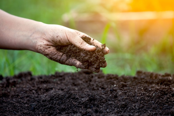 Good Soil For Plants Lawn Soil Picture 621