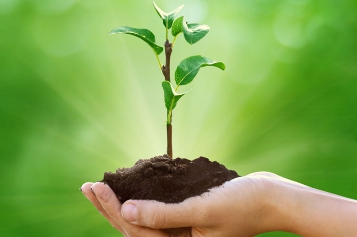 Good Soil For Plants Nus Tends £5 Million Green Fund | Times Higher Education (The) Photo 234