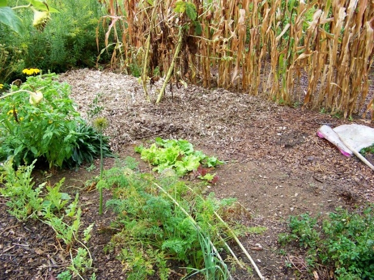 Gravel Chips For Garden Outside Clyde: More Woodchips In The Vegetable Garden Photo 226