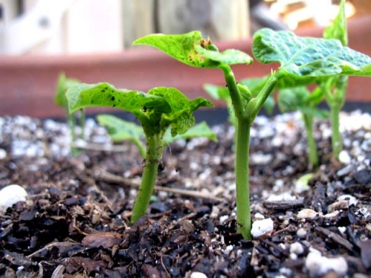 Green Bean Companion Plants A Seed At A Time | Musings From An Indiana Veggie Garden Image 882