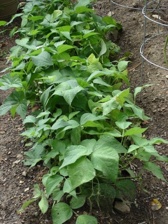 Green Bean Companion Plants Rotating Vegetable Crops For Garden Success | Green Beans Photo 058
