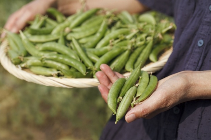 Green Bean Companion Plants The Best Companion Plants For Garden Peas (And Those To Image 501