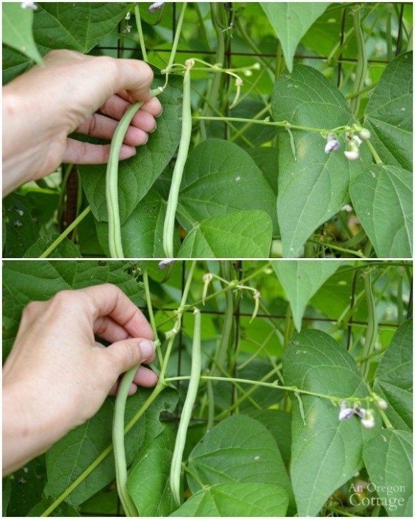 Green Bean Companion Plants The Ultimate Green Bean Guide: Grow, Harvest, Cook Photo 492