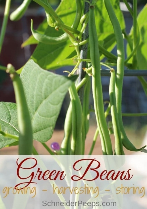 Green Bean Companion Plants Three Natural Gardening Tips To Get The Best Results Image 007