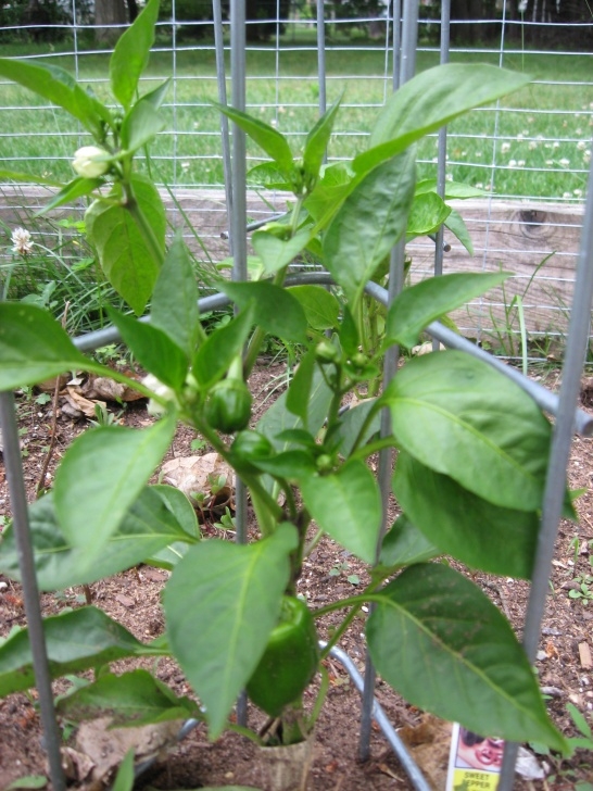 Green Bell Pepper Plant Bell Pepper Whisper | Garden Girl Ct Photo 354