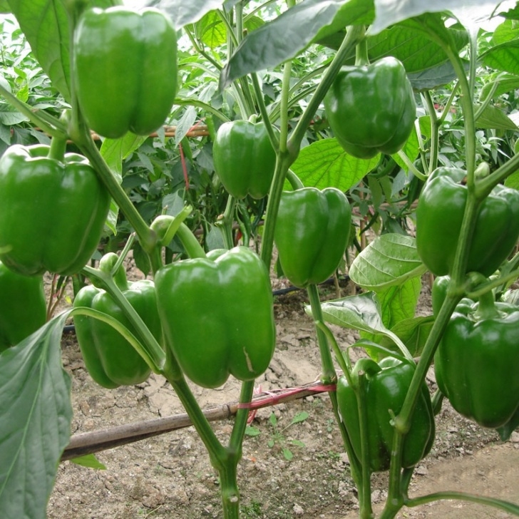 Green Bell Pepper Plant Burritospecial | Eccentric Self Absorption Served On A Picture 521