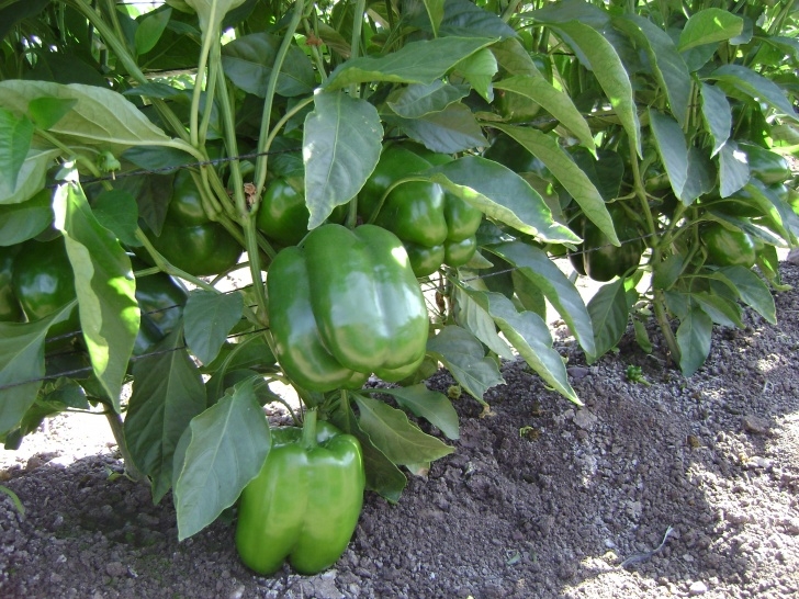 Green Bell Pepper Plant Free Photo: Green Pepper Plant - Good, Mild, Pepper - Free Image 097