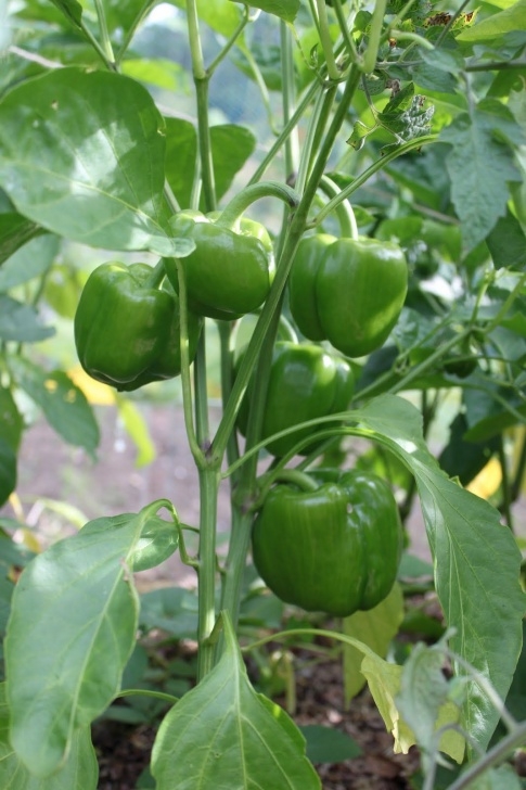Green Bell Pepper Plant Green Bell Peppers | Vegetable Plants | Tomato Garden Photo 003