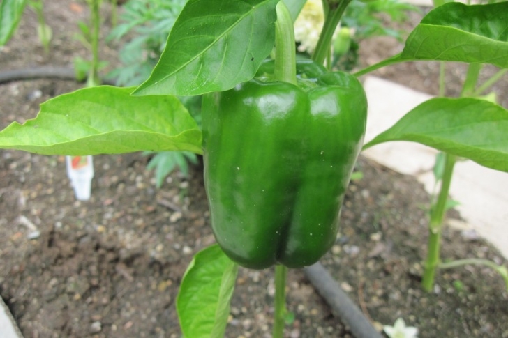 Green Bell Pepper Plant Pepper, California Wonder Bell - San Diego Seed Company Photo 320