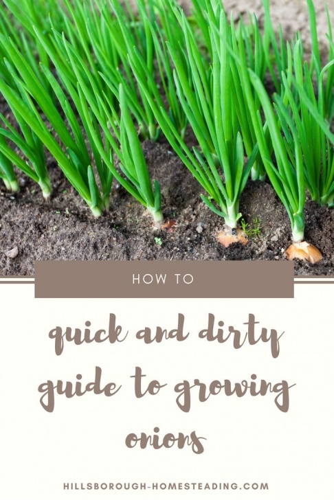 Green Onion Companion Plants 30 Second Guide To Growing Onions | Growing Onions Image 488