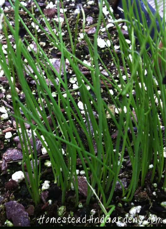 Green Onion Companion Plants Bunching Onions Growing Guide (Bunching Onions Or True Photo 693