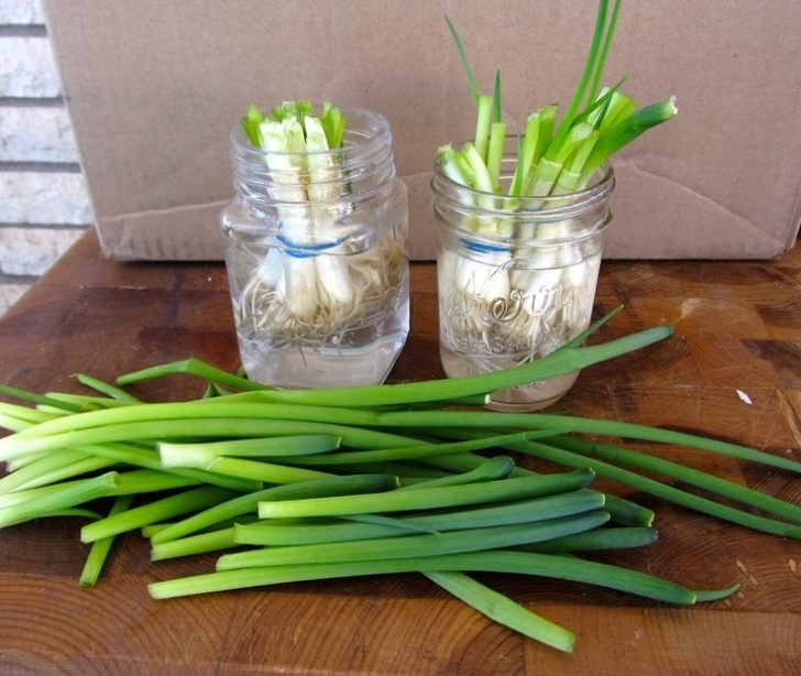 Green Onion Companion Plants Green-Onions | Regrow Green Onions, Green Onions Growing Picture 459