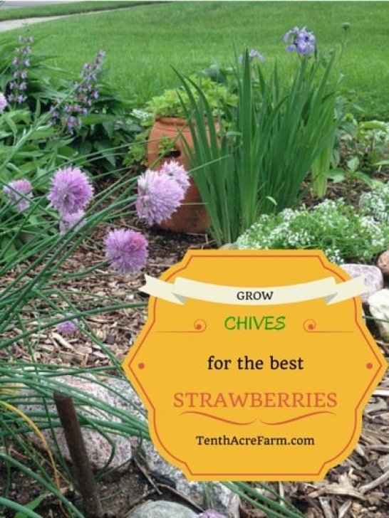 Green Onion Companion Plants Grow Chives For The Best Strawberries | Strawberry Garden Picture 497