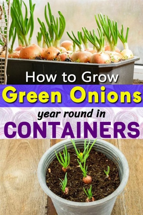 Green Onion Companion Plants How To Grow Green Onions Year Round In Containers 1 Image 216