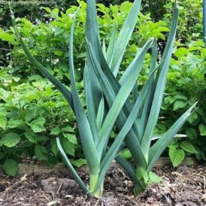 Green Onion Companion Plants Leek - Large American Flag | Container Gardening Picture 603