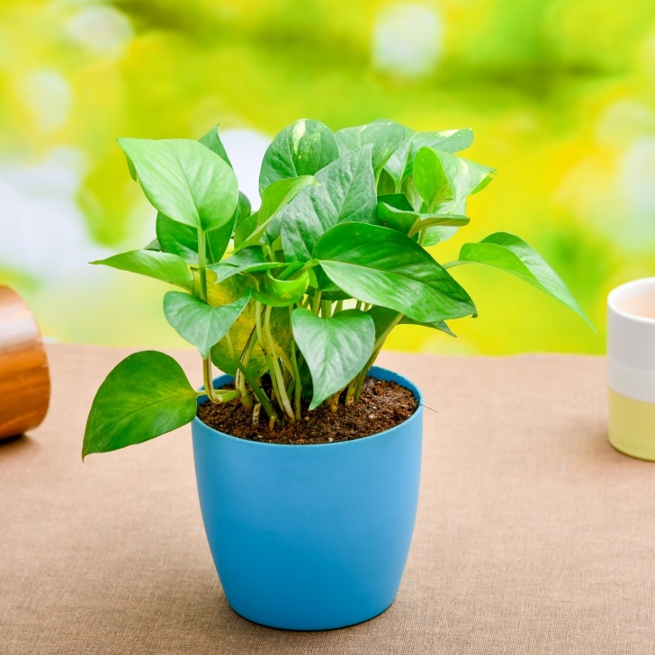 Green Plants For Garden Buy Money Plant, Scindapsus (Green) - Plant Online At Picture 026