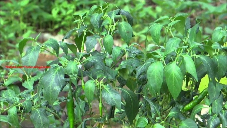 Green Plants For Garden Green Chilli Plant - Youtube Photo 814