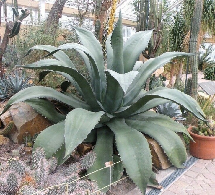 Green Plants For Garden Green Giant Agave Salmiana Rare Succulent Pulque Plant Picture 191