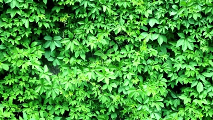 Green Plants For Garden The Green Background. Wall Of Stock Footage Video (100% Photo 465