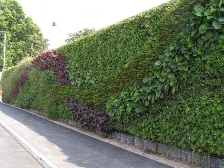 Greener Gardens Landscaping Vertical Gardening | Making Lewes Picture 362