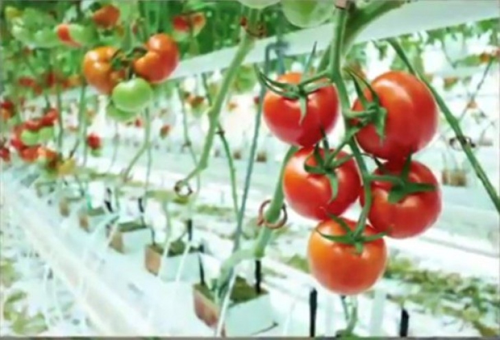 Grow Lights For Tomatoes Cropped-Tomato-Lighting-1 – Ultimate Grow Lights For Photo 193