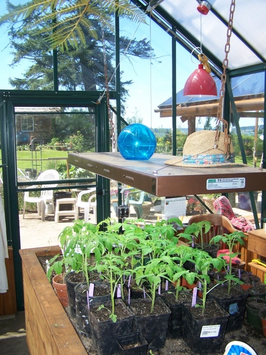 Grow Lights For Tomatoes Grow Lights Can Make A Big Difference In Getting Your Photo 415