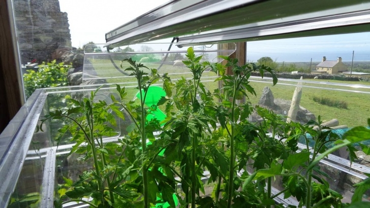 Grow Lights For Tomatoes Grow Lights – Do They Work? - Allotment Garden Diary Picture 025