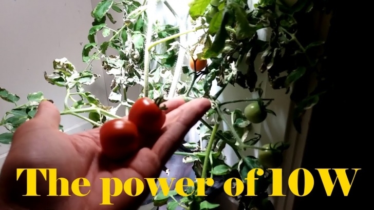 Grow Lights For Tomatoes Growing Hydroponic Tomatoes With Just A 10W Grow Light Picture 625