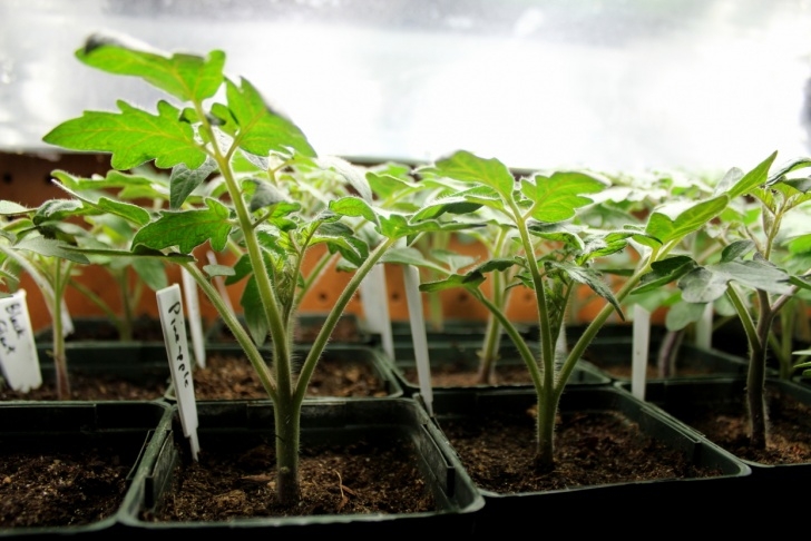 Grow Lights For Tomatoes Happy Spring! Tomato And Pepper Plants For Sale! | Wild Image 831
