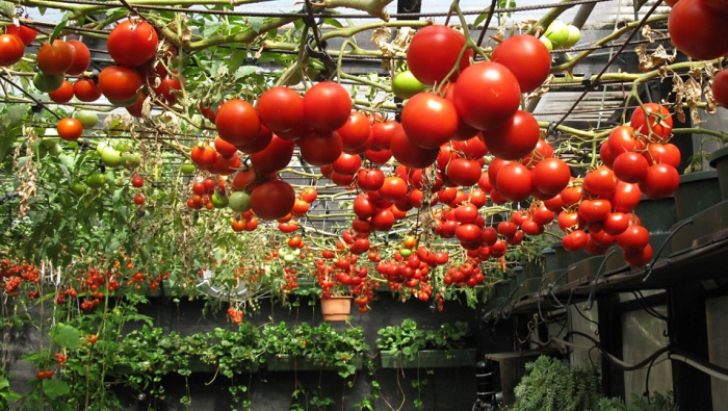 Grow Lights For Tomatoes How To Grow Tomatoes Indoors | Gardening Steps Picture 233