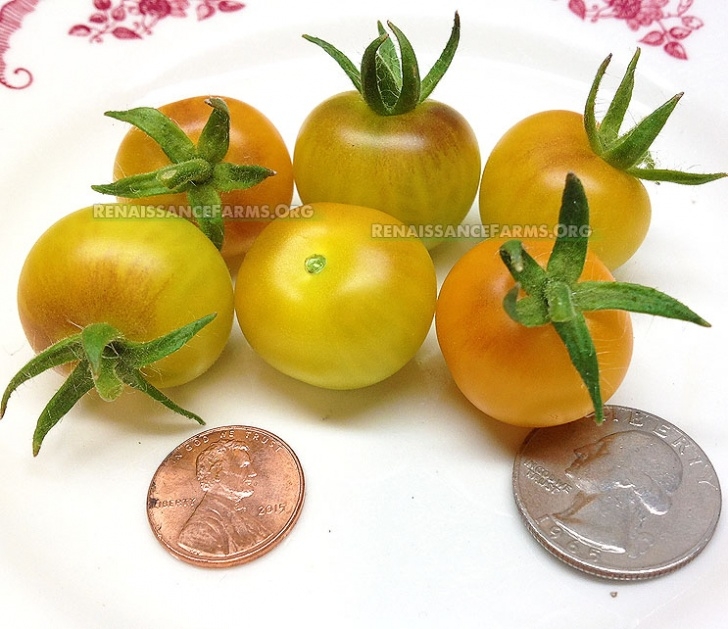 Grow Lights For Tomatoes Successfully Growing Micro Dwarf Tomatoes Under Lights And Image 177