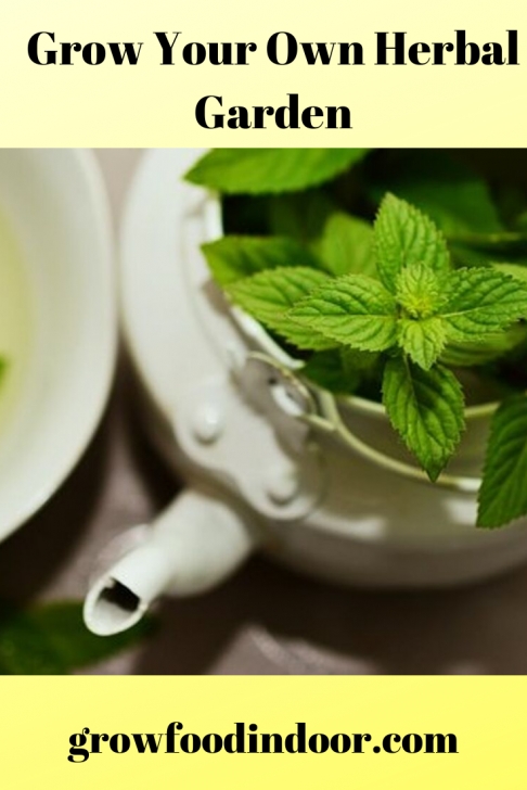 Grow Your Own Herbs Indoors Grow Herbs | Growing Food Indoors, Growing Herbs, Herbalism Image 534
