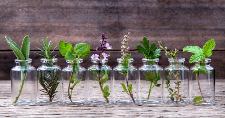 Grow Your Own Herbs Indoors Growing Herbs Indoors: 10 Varieties To Grow In Water All Photo 333