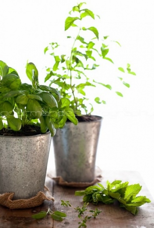 Grow Your Own Herbs Indoors How To Grow Your Own Indoor Culinary Herb Garden Picture 281